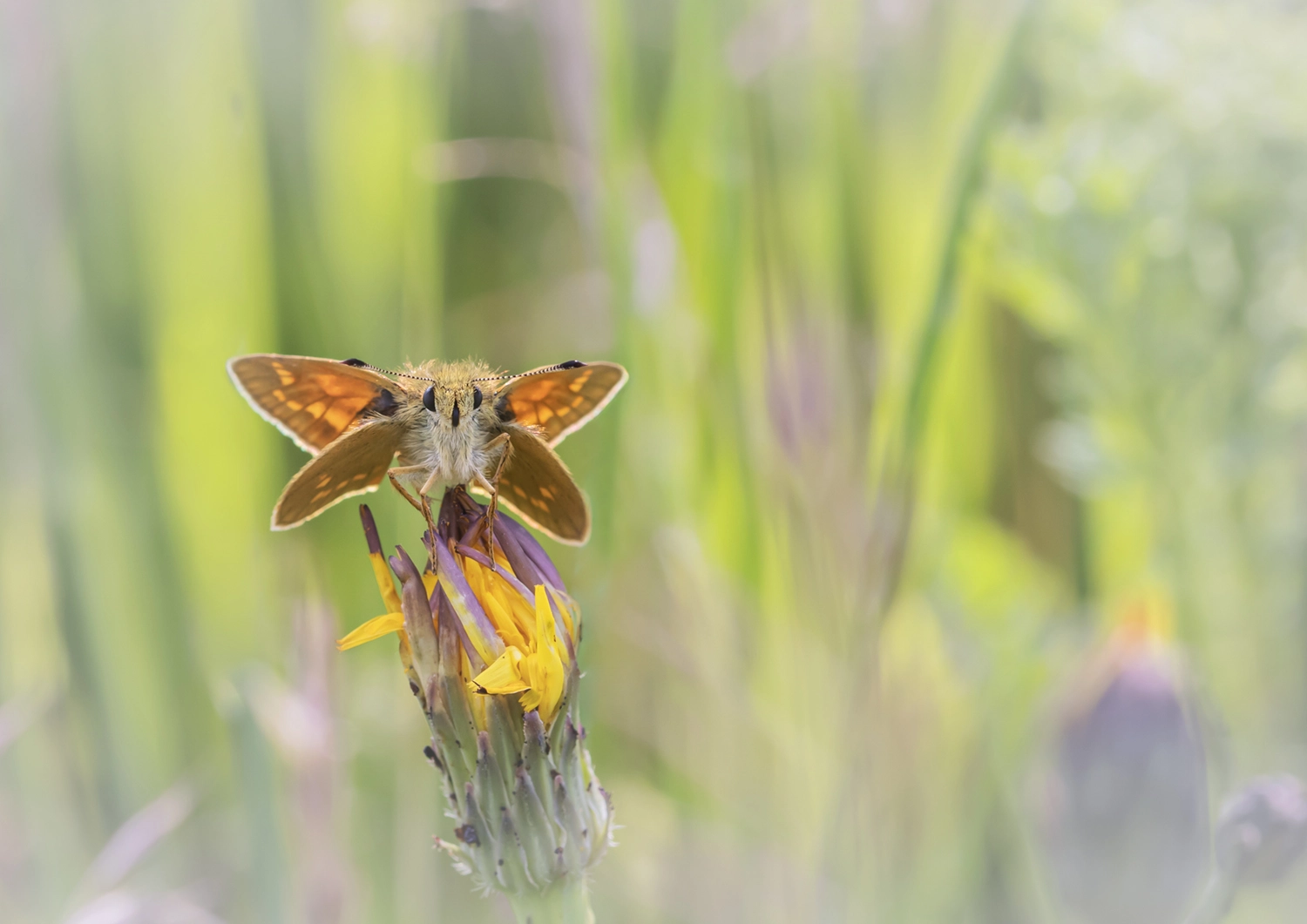 Large Skipper in Meadow