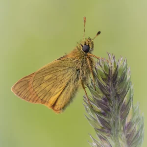 Large Skipper on Grass stem