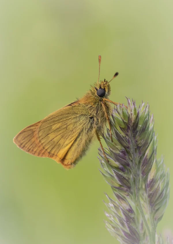 Large Skipper on Grass stem