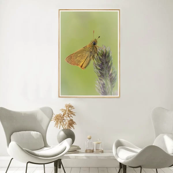 Large Skipper on Grass stem frame