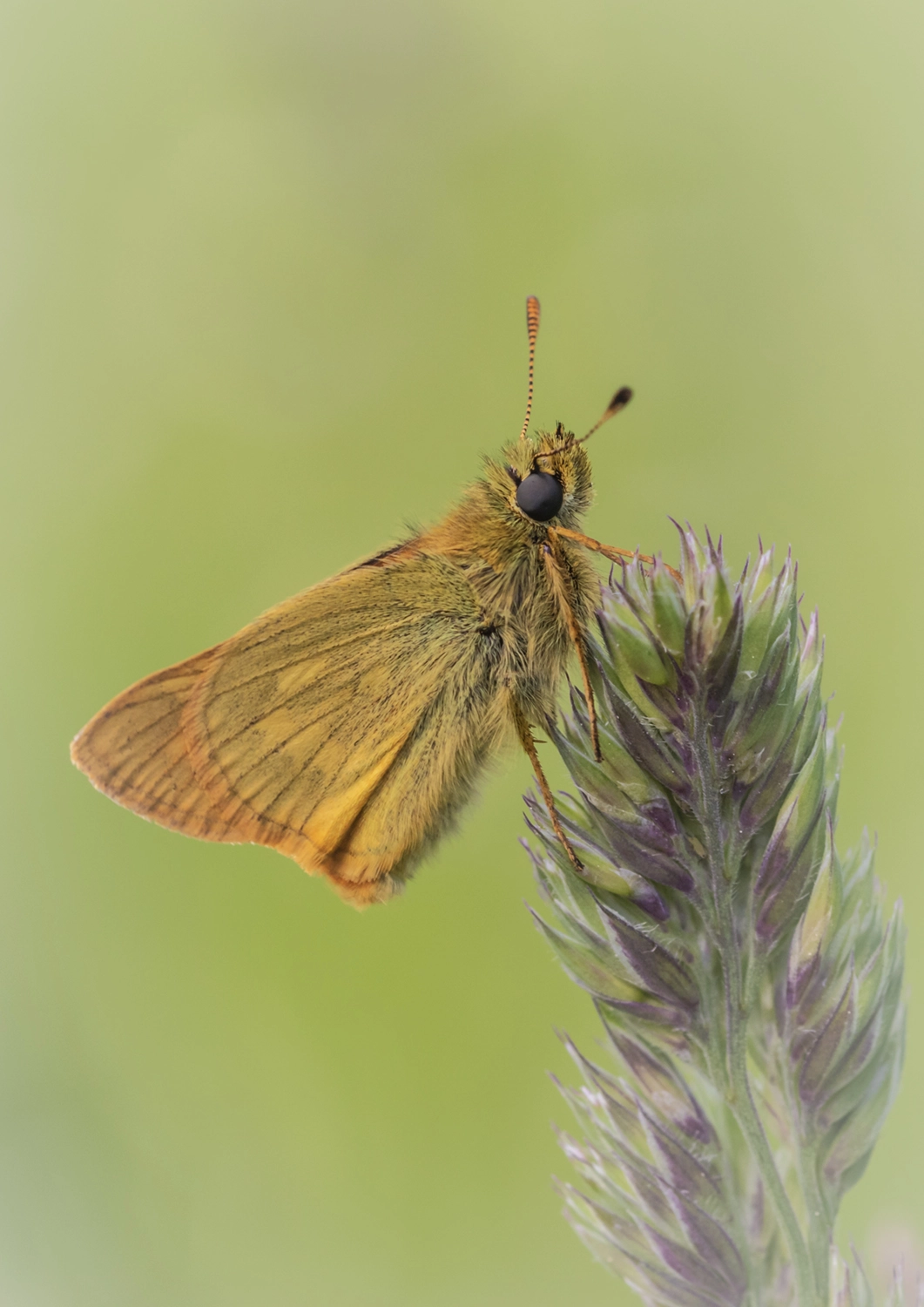 Large Skipper on Grass stem