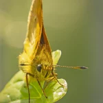 Large Skipper butterfly on broad leaf