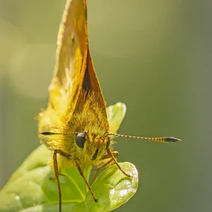 Large Skipper butterfly on broad leaf