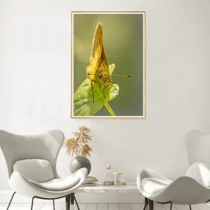 Large Skipper butterfly on broad leaf frame