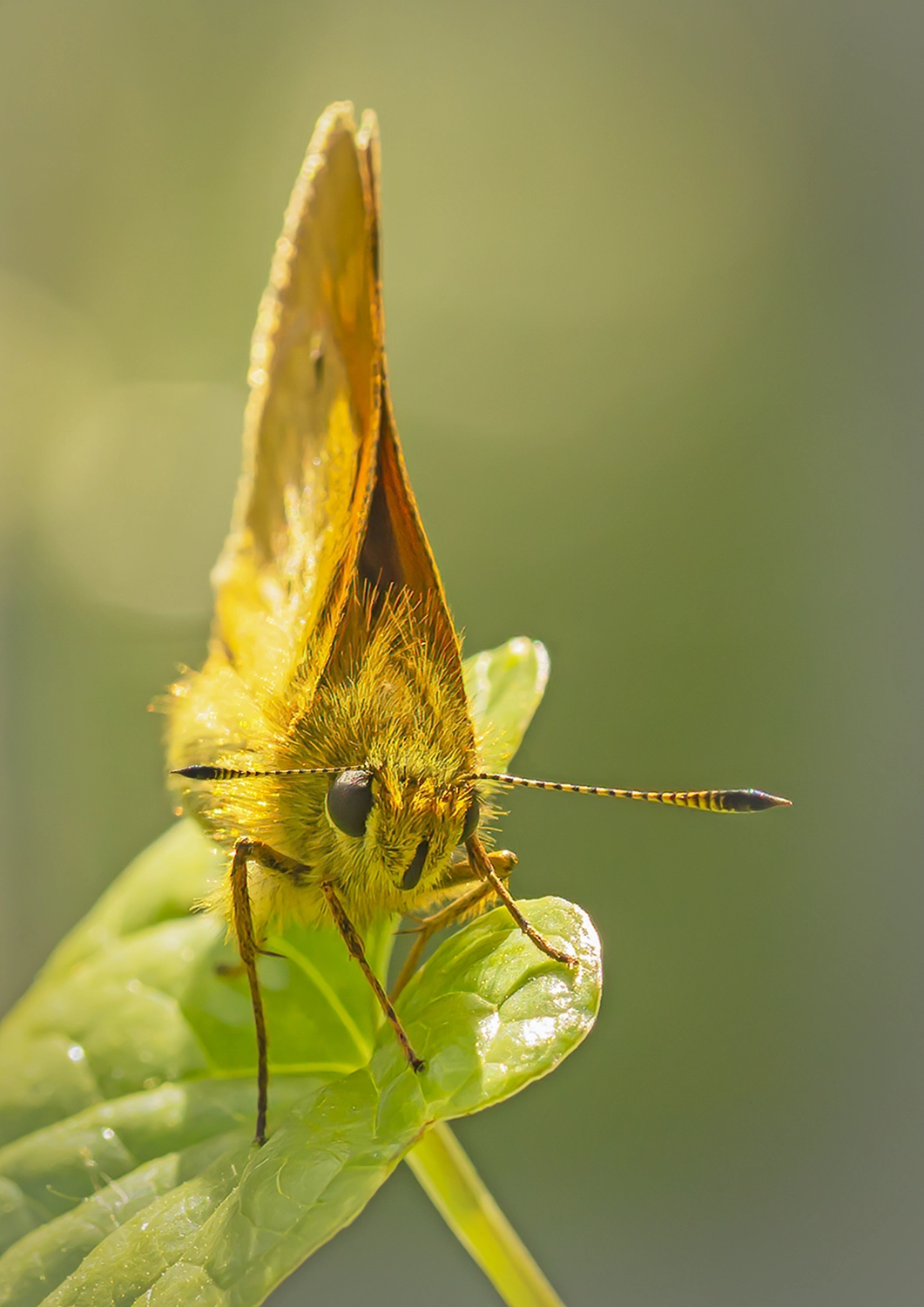 Large Skipper butterfly on broad leaf
