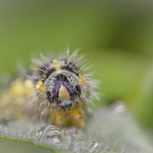 Large White Caterpillar portrait