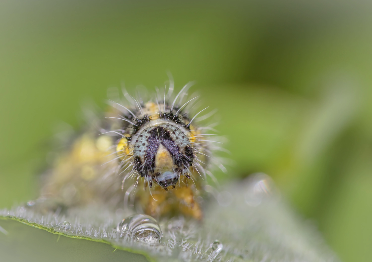 Large White Caterpillar portrait
