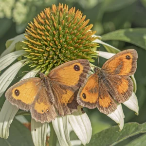 Gatekeeper Butterfly pair on White Echinacea