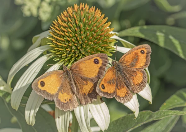 Gatekeeper Butterfly pair on White Echinacea