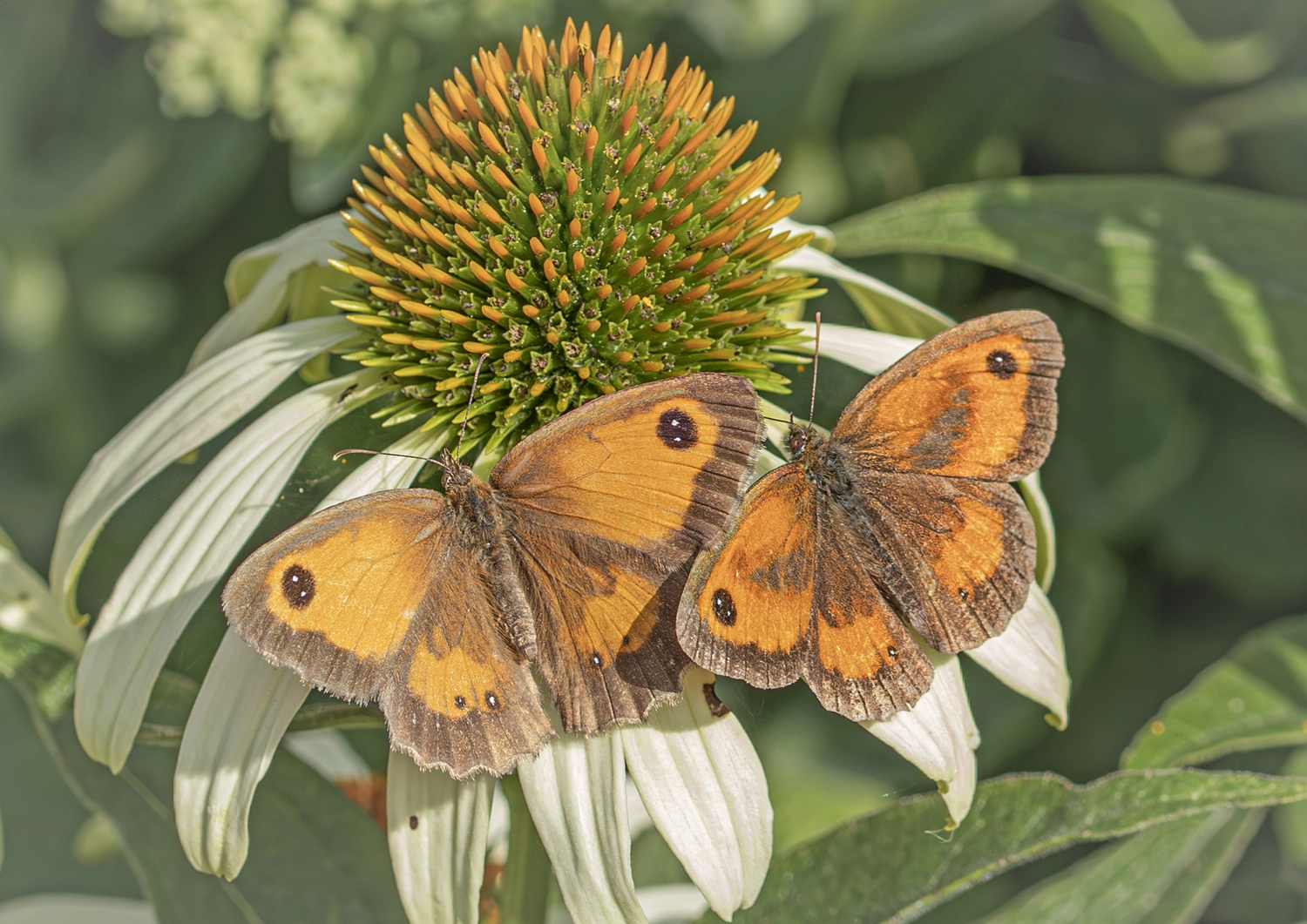 Gatekeeper Butterfly pair on White Echinacea