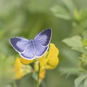 Male Holy Blue