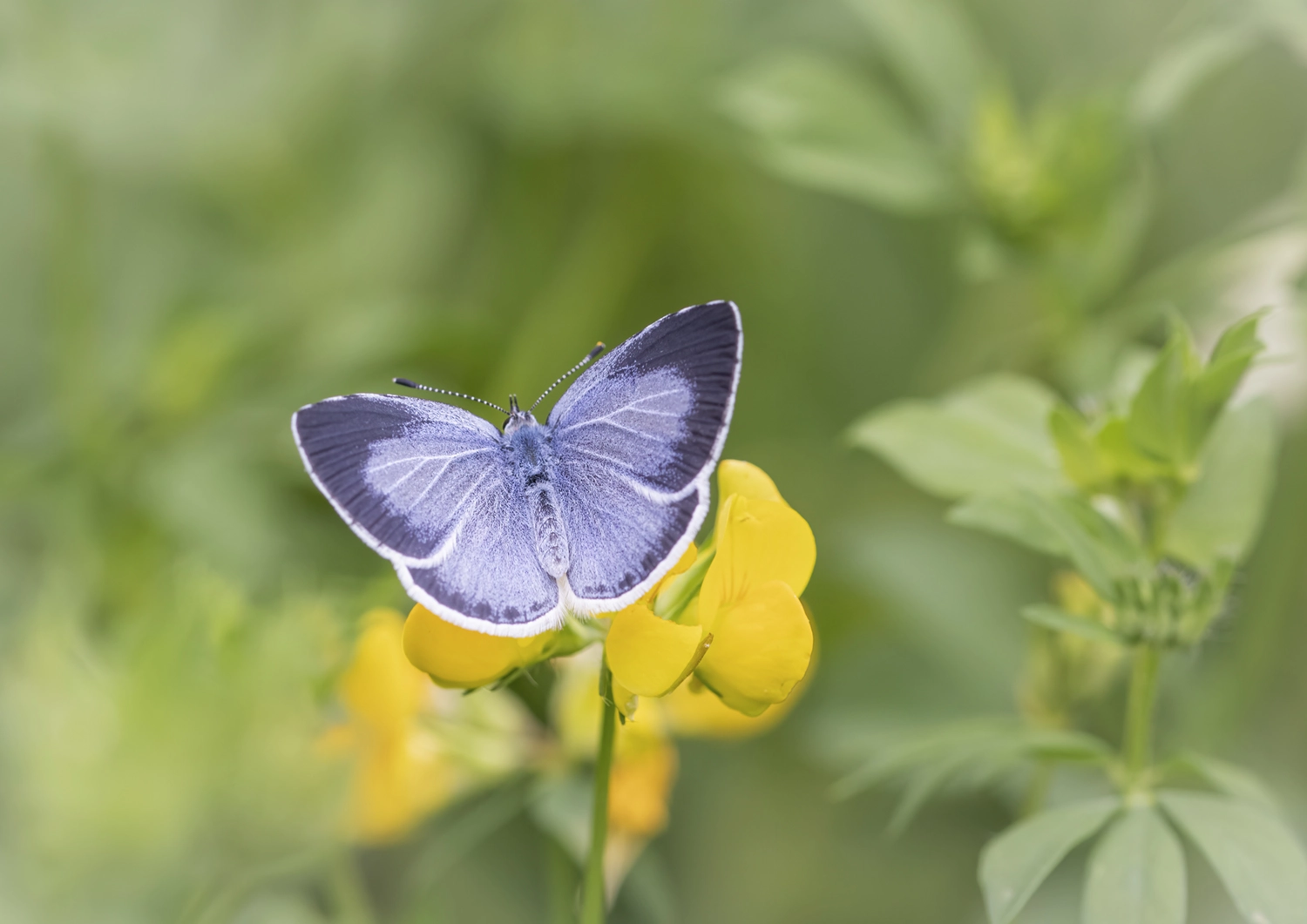 Male Holy Blue