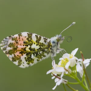 Male Orange tip butterfly