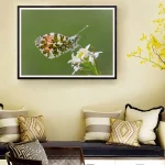 Male Orange tip butterfly frame