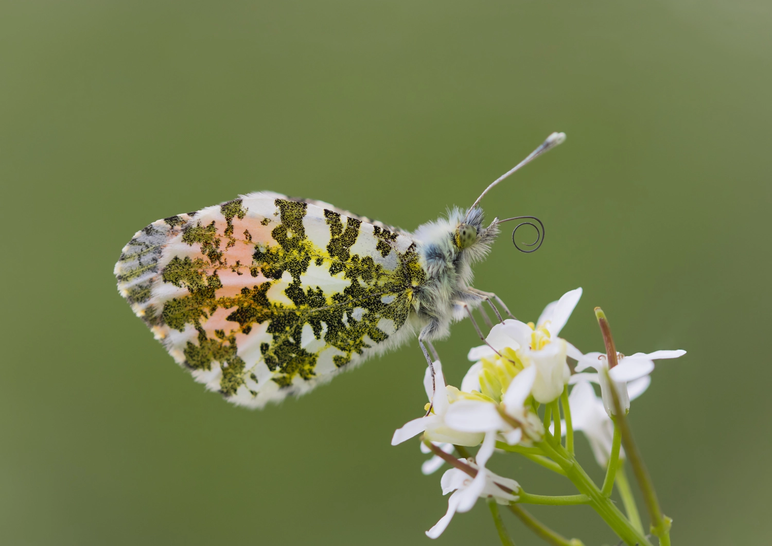 Male Orange tip butterfly