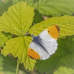 Male Orange Tip on Bramble
