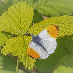 Male Orange Tip on Bramble
