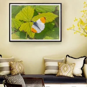 Male OrangeTip on Bramble frame