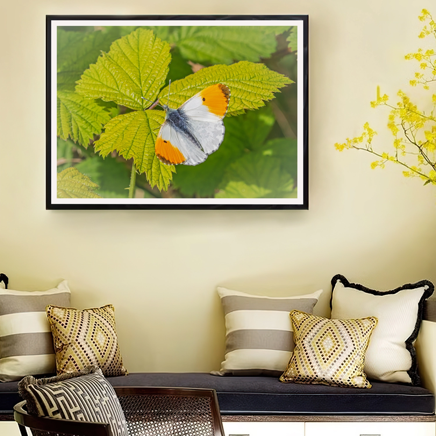 Male OrangeTip on Bramble frame