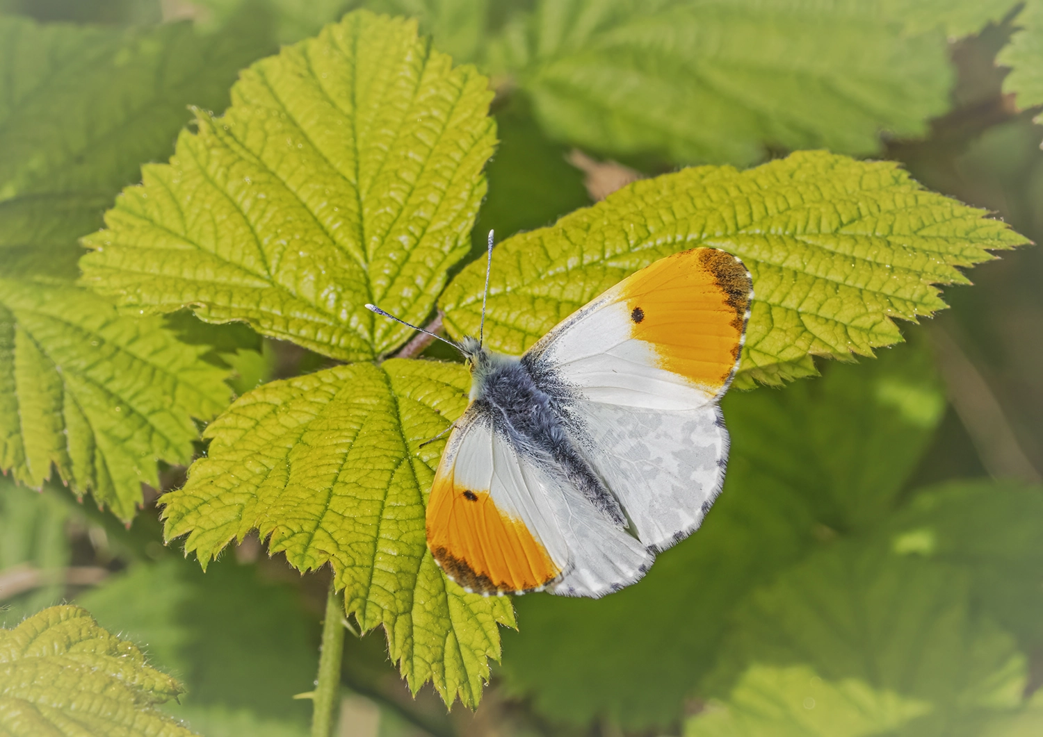 Male Orange Tip on Bramble