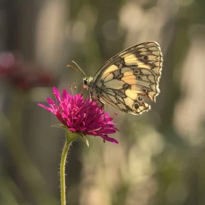Marbled White on Scabiosa