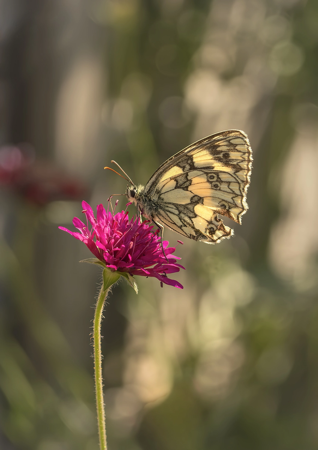 Marbled White on Scabiosa