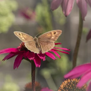 Meadow Brown