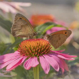 Meadow Brown Pair on Pink Echinacea