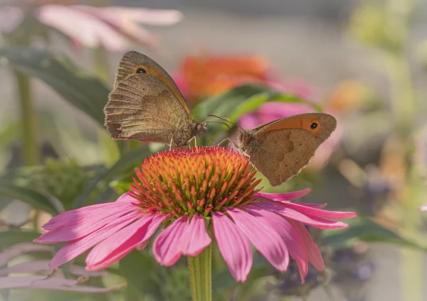 Meadow Brown Pair on Pink Echinacea