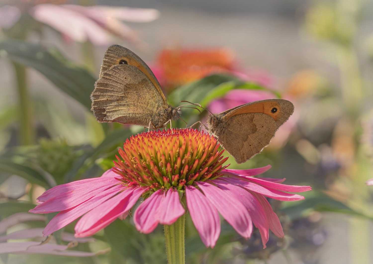 Meadow Brown Pair on Pink Echinacea