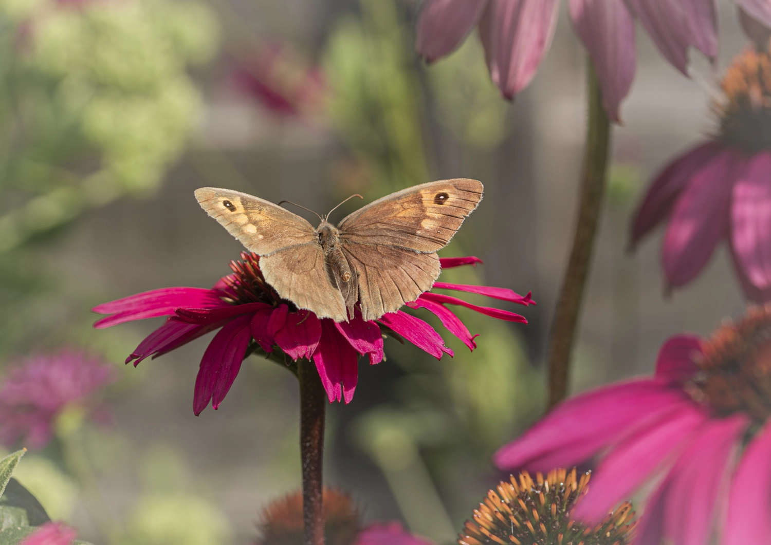 Meadow Brown
