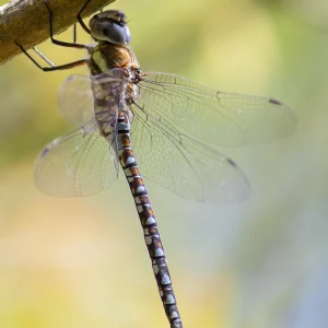 Migrant Hawker