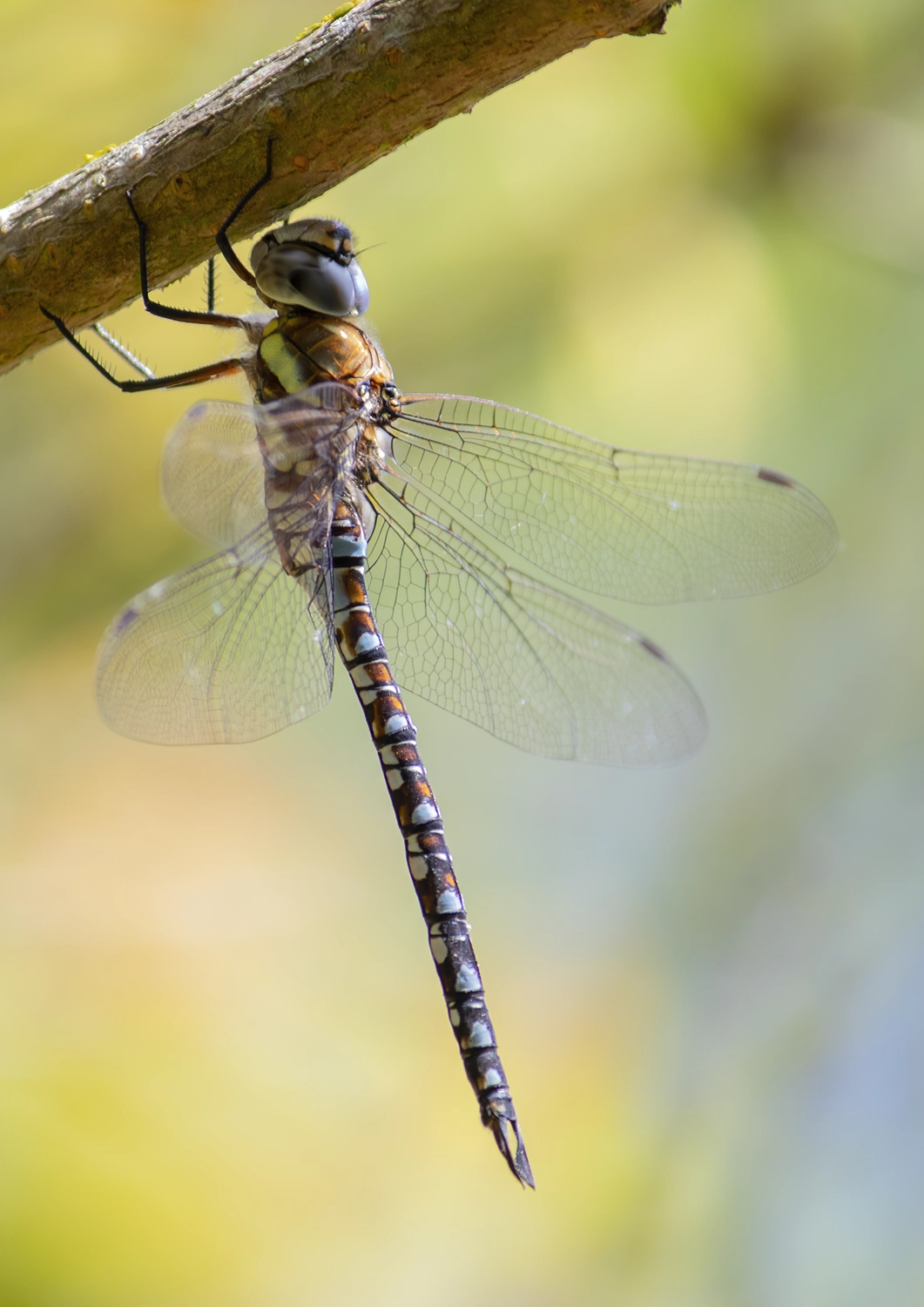 Migrant Hawker