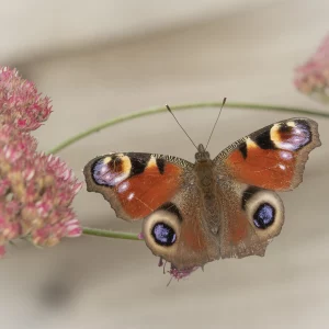 Peacock butterfly Among Sedum