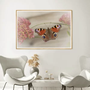 Peacock butterfly Among Sedum frame