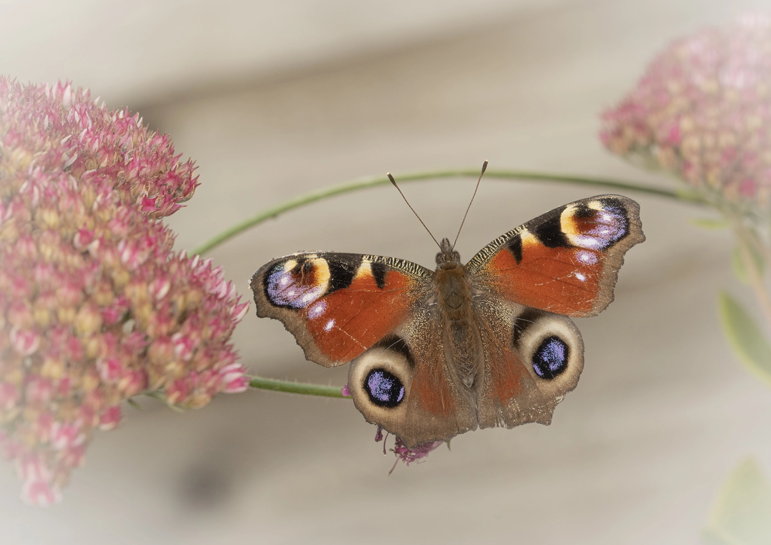 Peacock butterfly Among Sedum