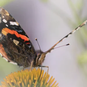 Red Admiral Butterfly portrait