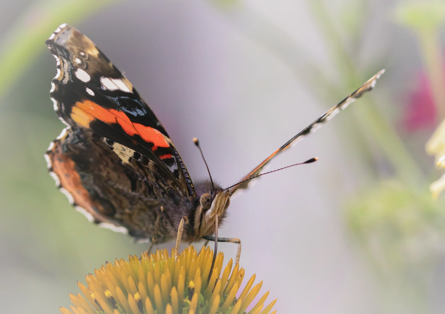 Red Admiral Butterfly portrait