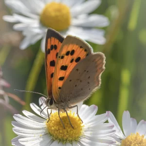 Small Copper on Daisie
