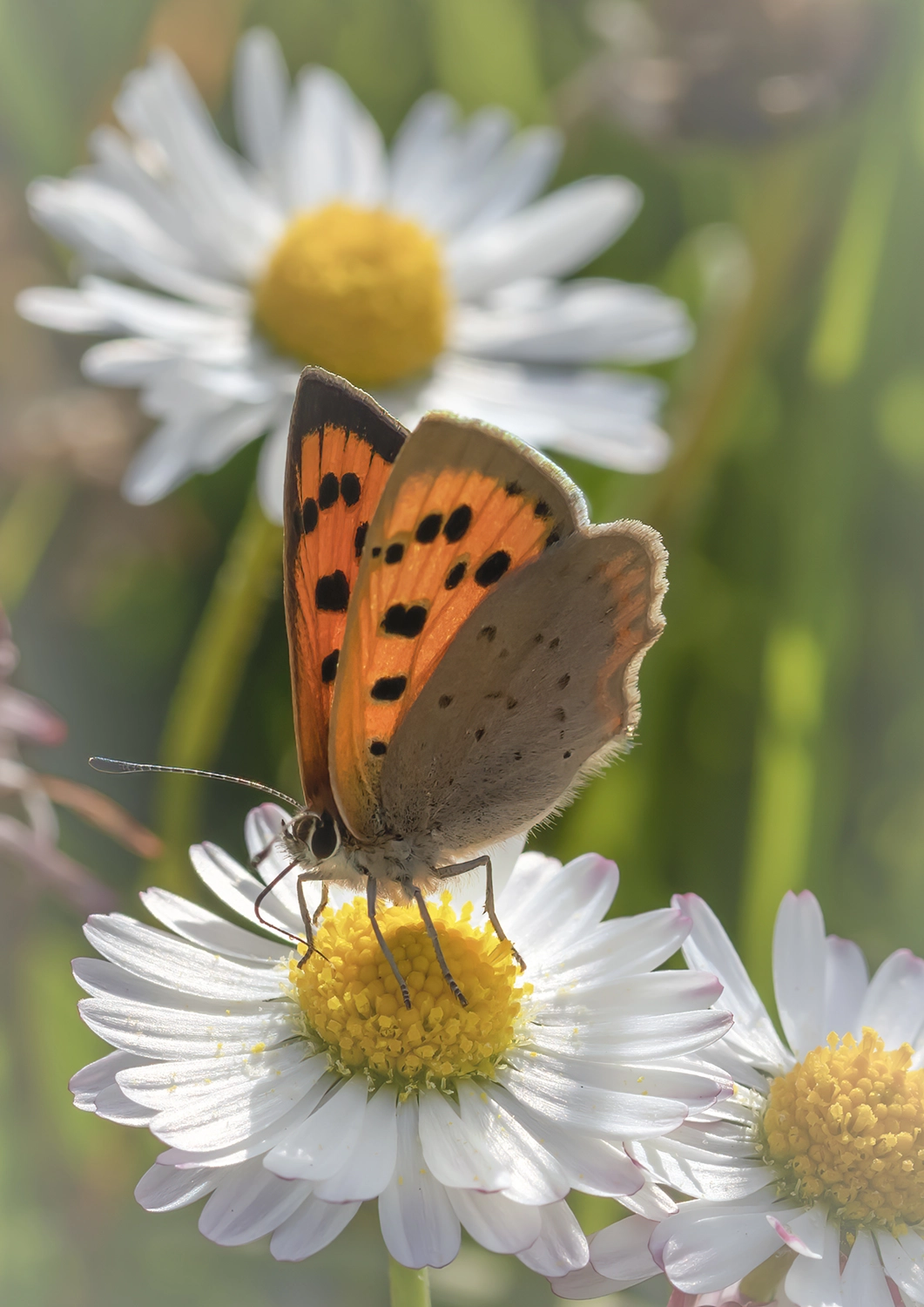 Small Copper on Daisie