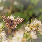 Speckled Wood on Blackthorn