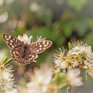 Speckled Wood on Blackthorn
