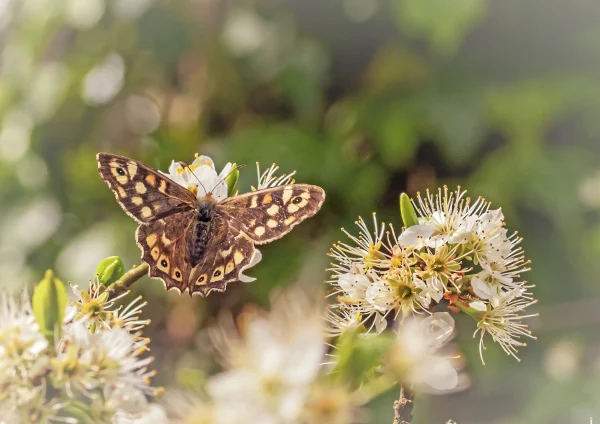 Speckled Wood on Blackthorn