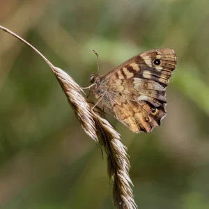 Speckled Wood underwing