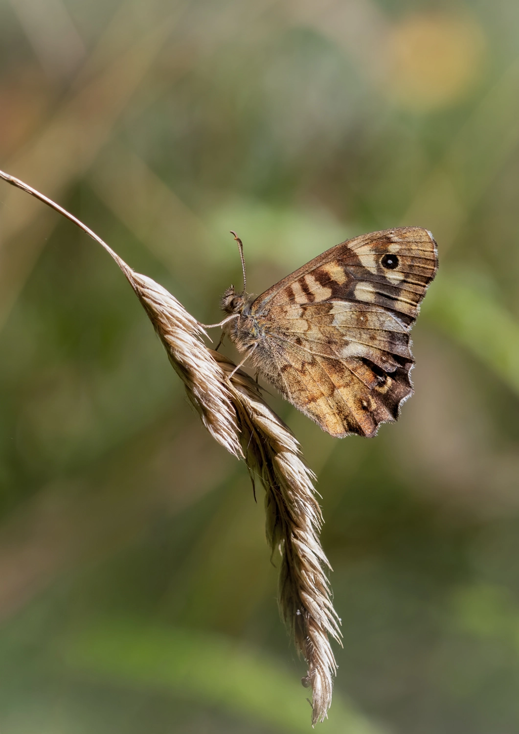 Speckled Wood underwing