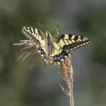 Swallowtail Butterfly