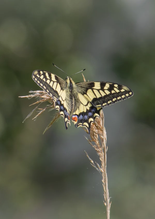 Swallowtail Butterfly