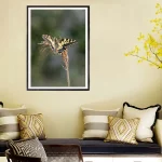 swallowtail butterfly frame