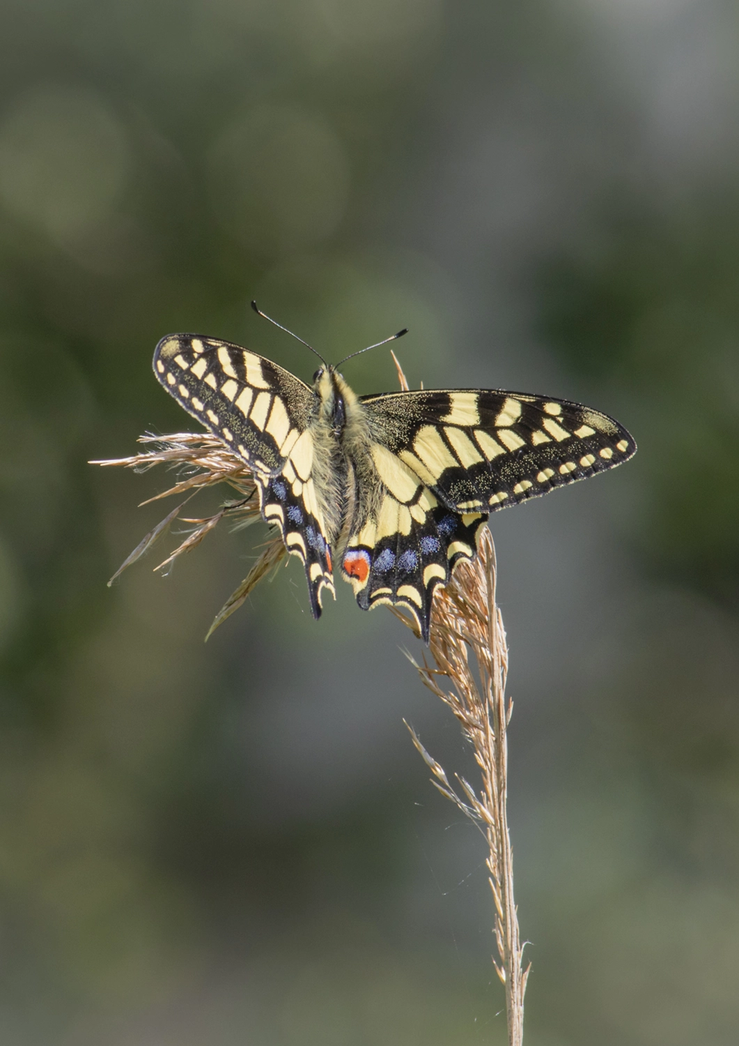 Swallowtail Butterfly