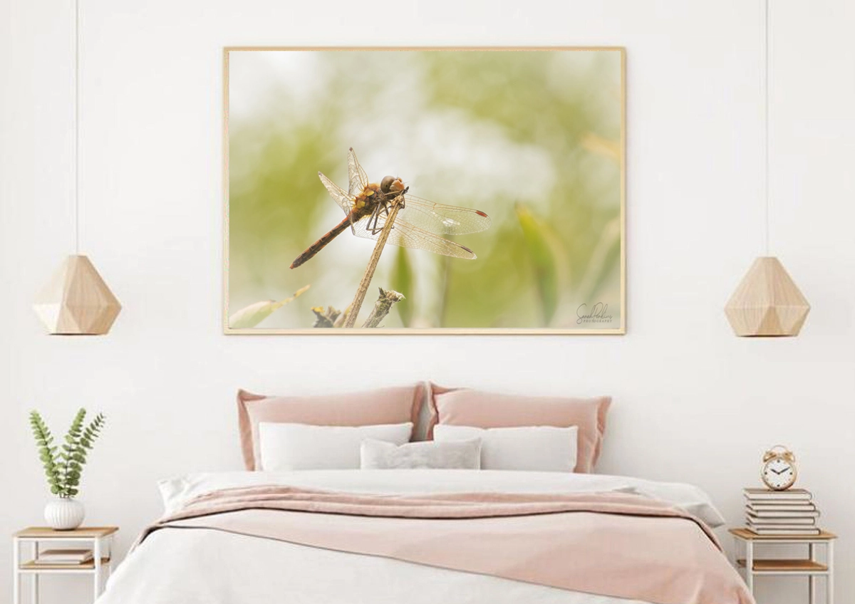 Bedroom Dragonfly